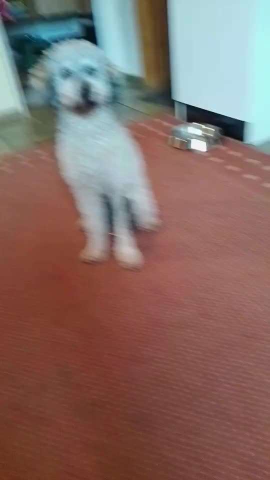 Kragen oder Post-OP-Body-Beitrag-Bild