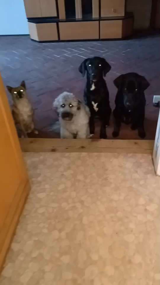 Impulskontrolle-Challenge Nr. 2: Vorbei laufen-Beitrag-Bild