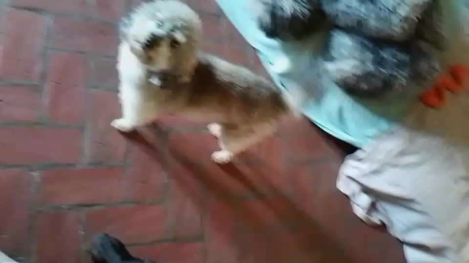 Ständiges Jammern und Fiepen - wann wird es besser?-Beitrag-Bild