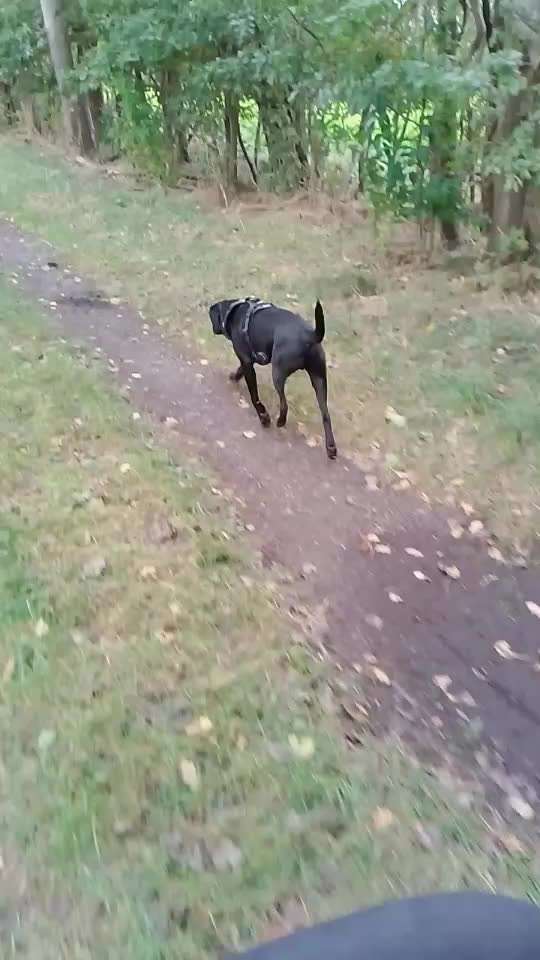 Intrinsische Motivation - Leinenführigkeit?-Beitrag-Bild