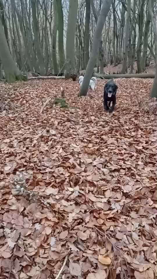 Austausch über Tibetdoodle-Beitrag-Bild