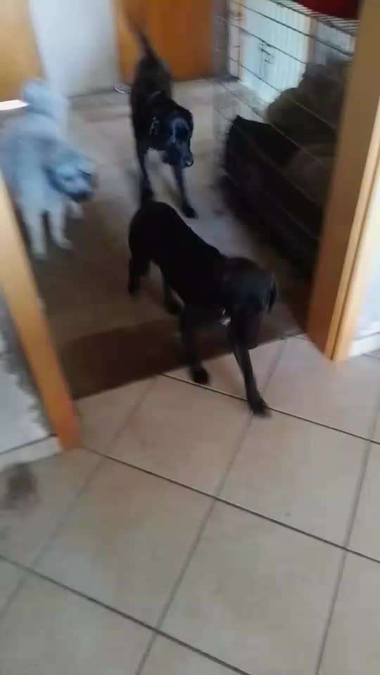 TierschutzhundeStammtisch🐕-Beitrag-Bild