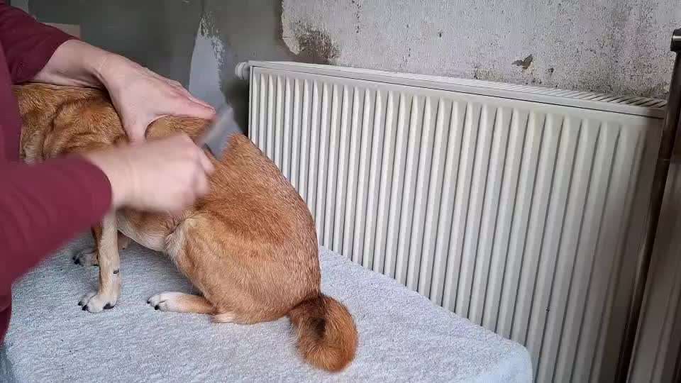 Tipps Hundebürste-Beitrag-Bild