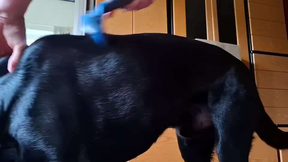 Bürste für Unterfell-Beitrag-Bild