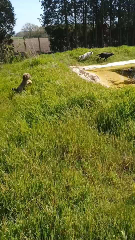 Hund an Wasser gewöhnen-Beitrag-Bild