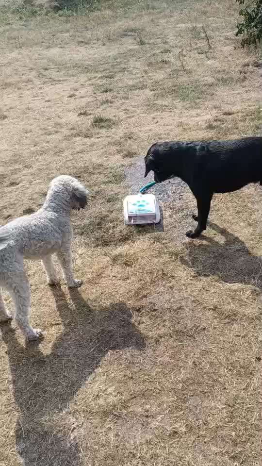 Erfahrungen mit Hundepool-Beitrag-Bild