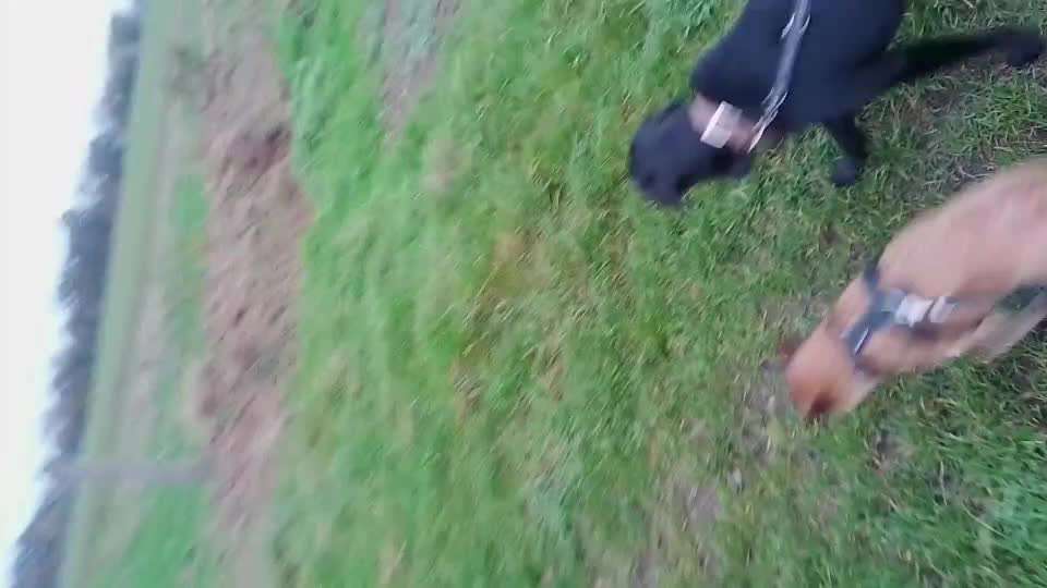 Zwei Hunde Leine-Beitrag-Bild