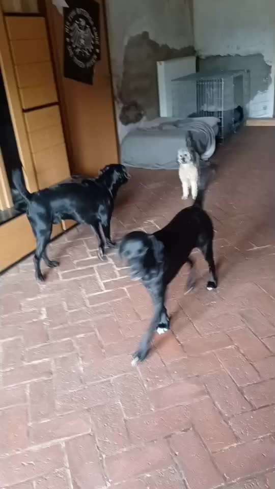 Impulskontrolle-Challenge Nr. 12: 
Begrüßungen-Beitrag-Bild