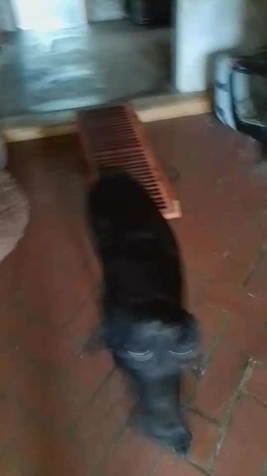 65. Gemeinsames Tricktraining: Rückwärts auf Gegenstand-Beitrag-Bild