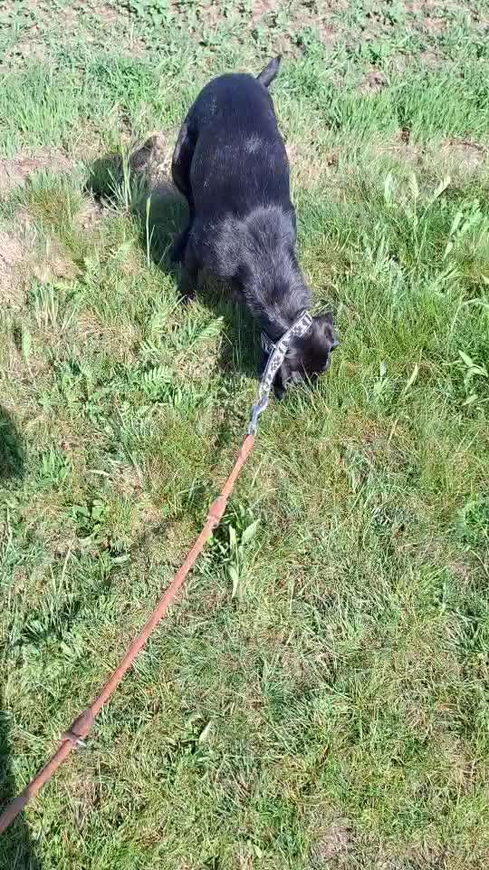 Junghund akzeptiert keine feste Lösestelle-Beitrag-Bild