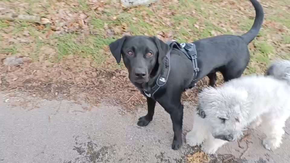 Wie sitzt mein Geschirr?-Beitrag-Bild