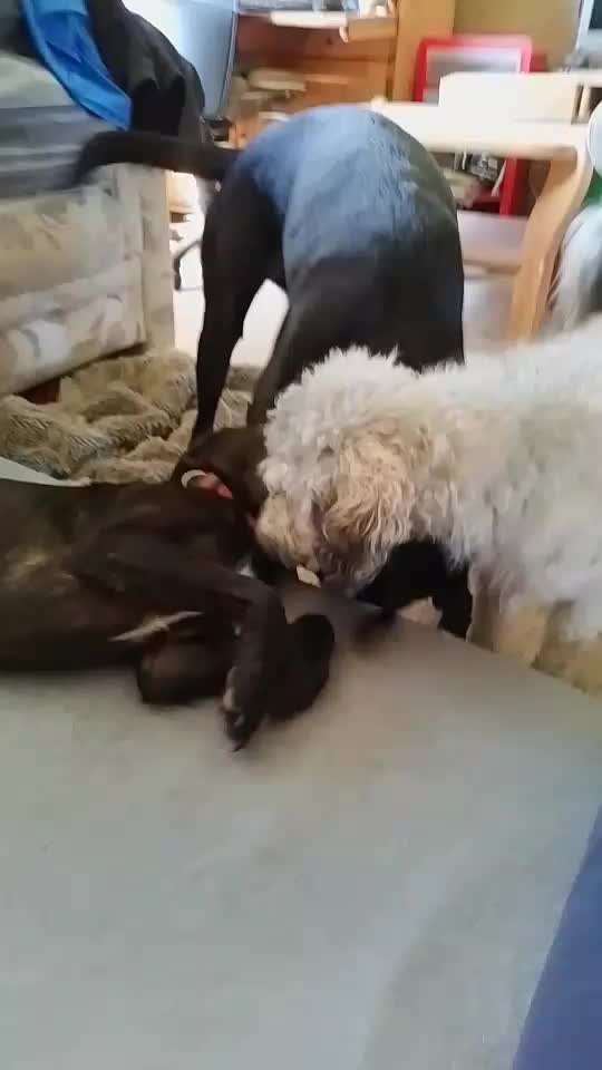 TierschutzhundeStammtisch🐕-Beitrag-Bild