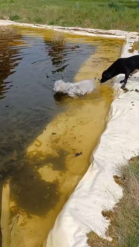 Schwimmen-Beitrag-Bild