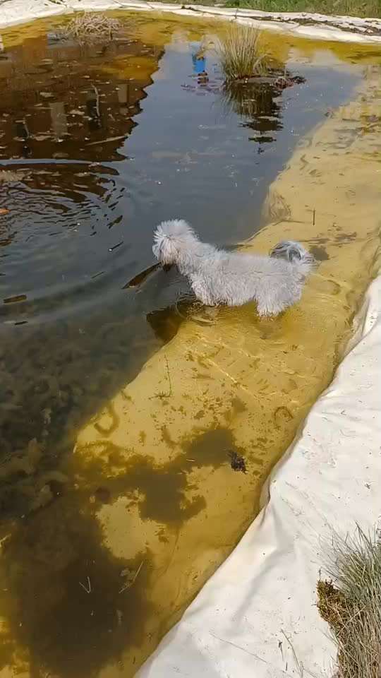Austausch über Tibetdoodle-Beitrag-Bild
