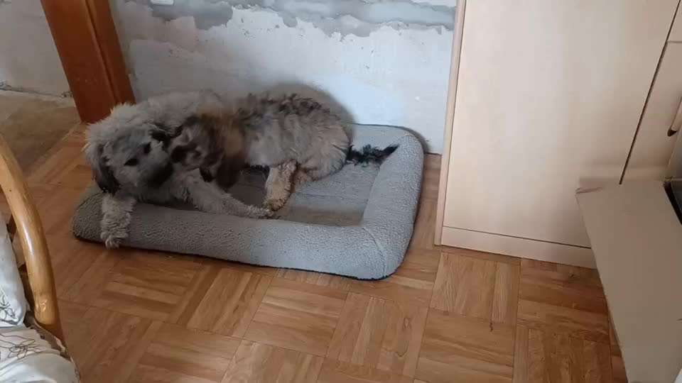 Alles rund um den Pudel-Beitrag-Bild