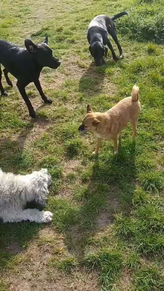 Zweithund bedrängt Ersthund-Beitrag-Bild