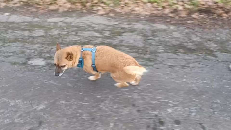 Wie sitzt mein Geschirr?-Beitrag-Bild