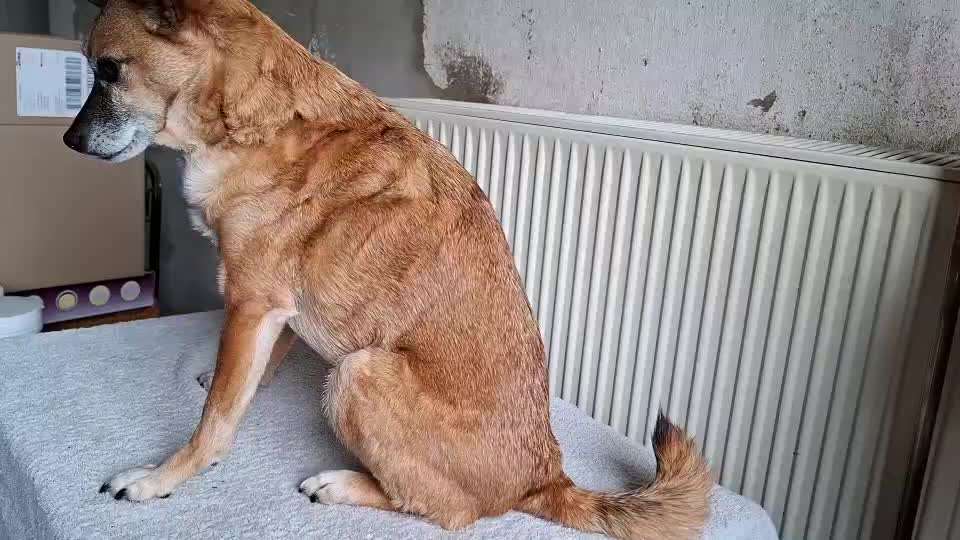 Tipps Hundebürste-Beitrag-Bild