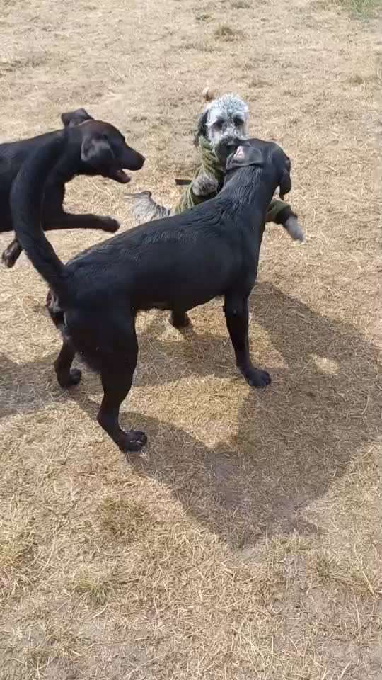 Nasser Hund im Wohnwagen-Beitrag-Bild