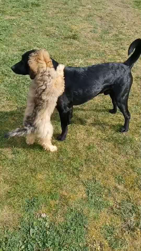 Hund ist permanent aufgedreht-Beitrag-Bild