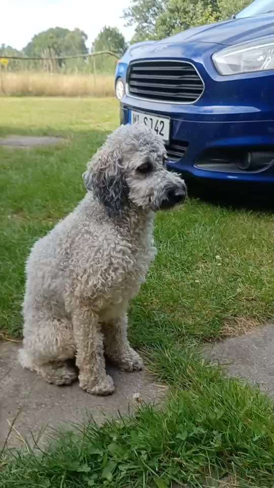 Alles rund um den Pudel-Beitrag-Bild