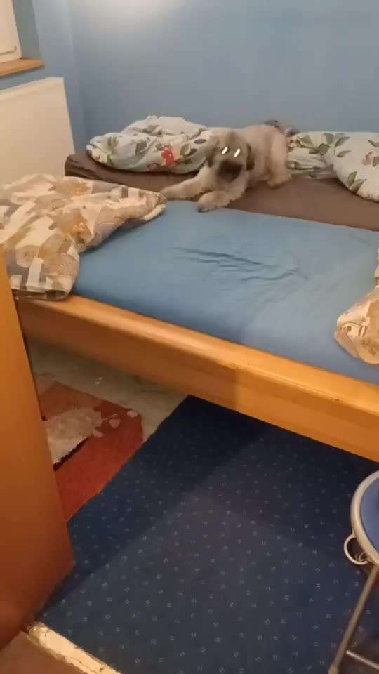 Austausch über Tibetdoodle-Beitrag-Bild