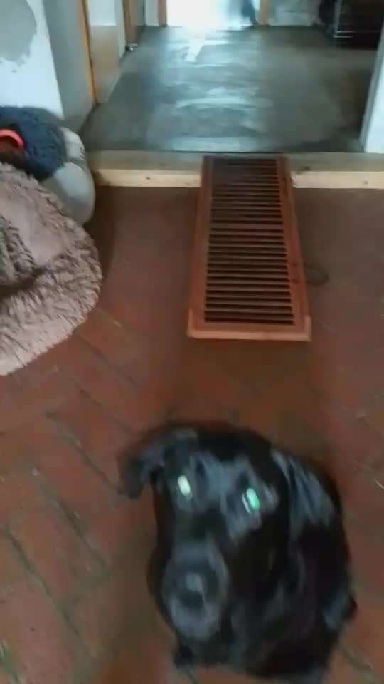 65. Gemeinsames Tricktraining: Rückwärts auf Gegenstand-Beitrag-Bild