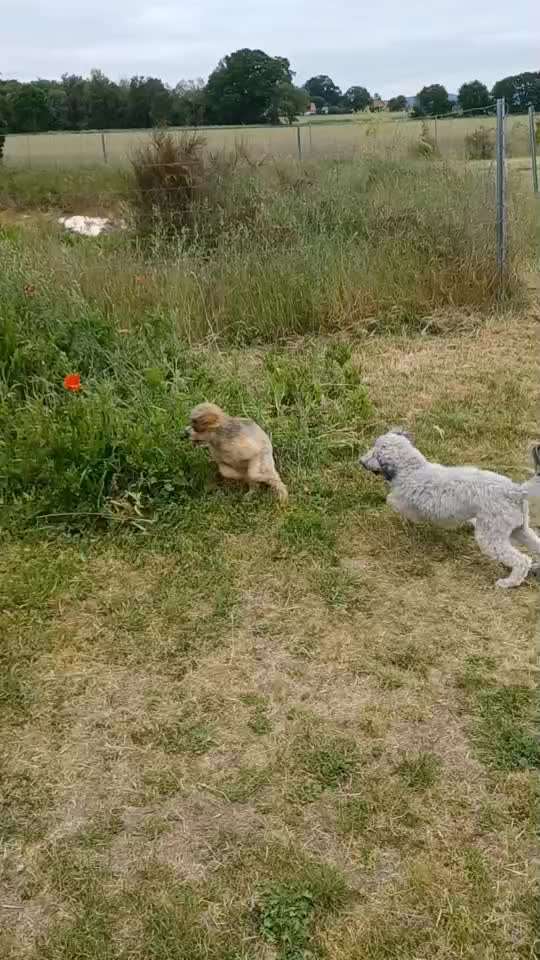 Analyse & Interpretation von Verhalten-Beitrag-Bild