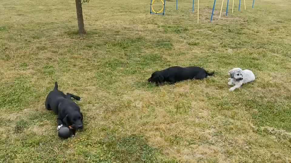 Analyse & Interpretation von Verhalten-Beitrag-Bild