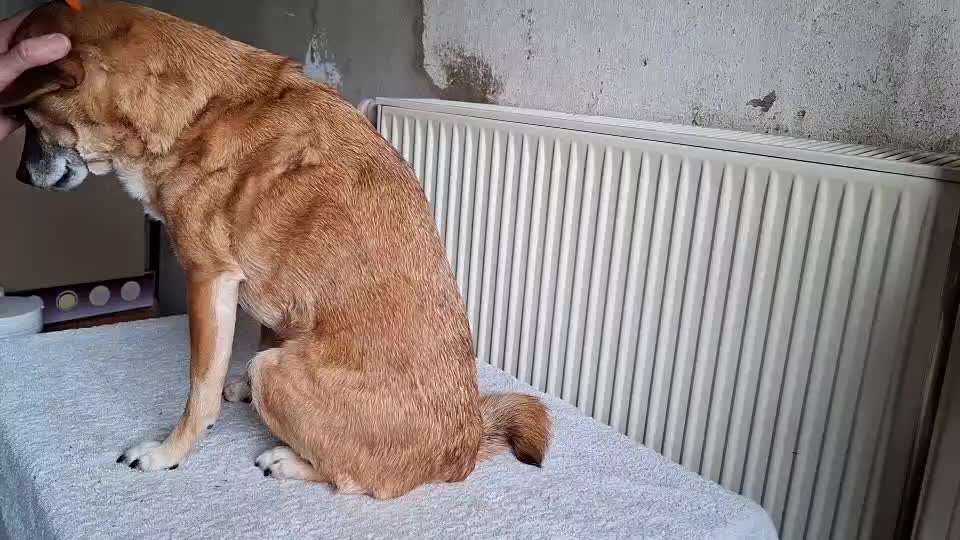 Tipps Hundebürste-Beitrag-Bild