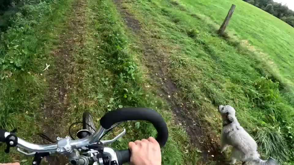 Radfahren mit Hund-Beitrag-Bild