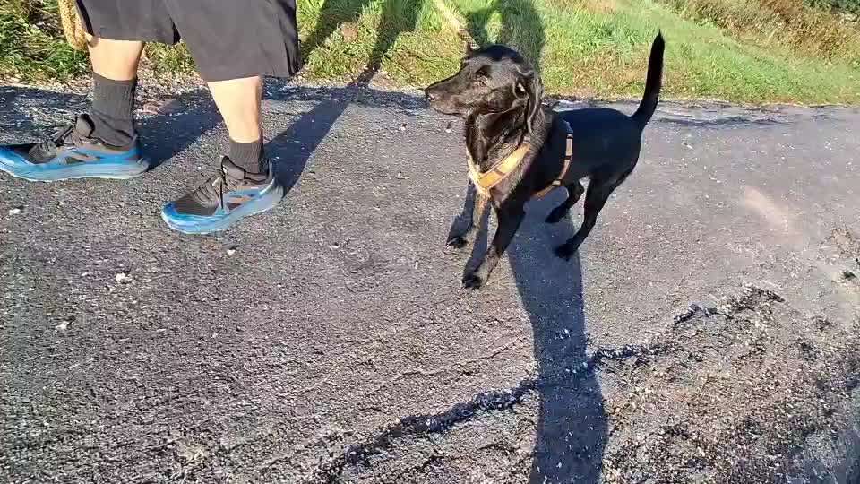 Gangbild/-analyse-Beitrag-Bild