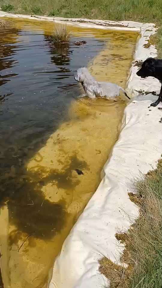Austausch über Tibetdoodle-Beitrag-Bild
