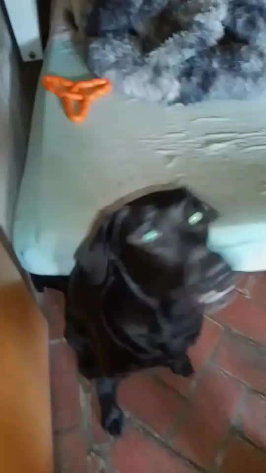 65. Gemeinsames Tricktraining: Rückwärts auf Gegenstand-Beitrag-Bild