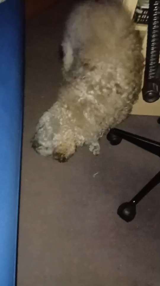 Lustige Eigenheiten-Beitrag-Bild