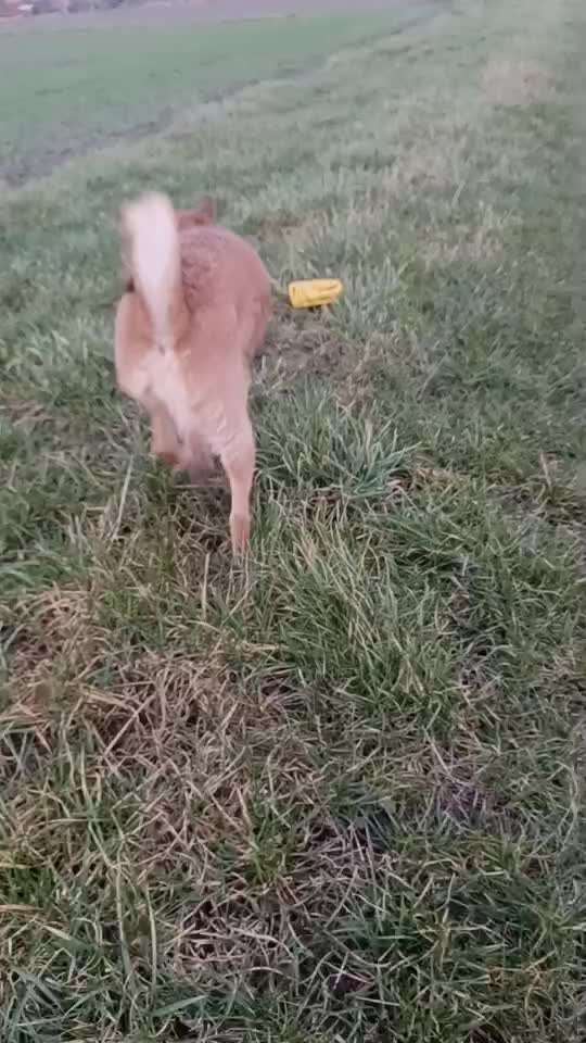 Wie bringe ich meinem Hund das Ballspielen bei?-Beitrag-Bild