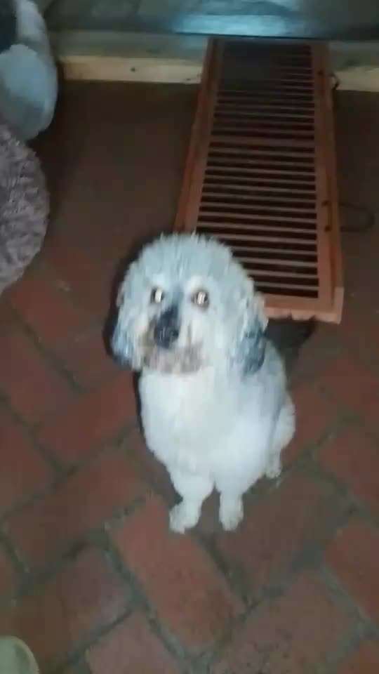 65. Gemeinsames Tricktraining: Rückwärts auf Gegenstand-Beitrag-Bild