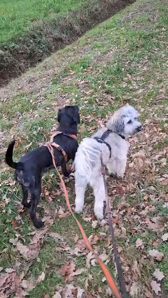 Gegenkonditionierung vs. Selbstbestätigung-Beitrag-Bild