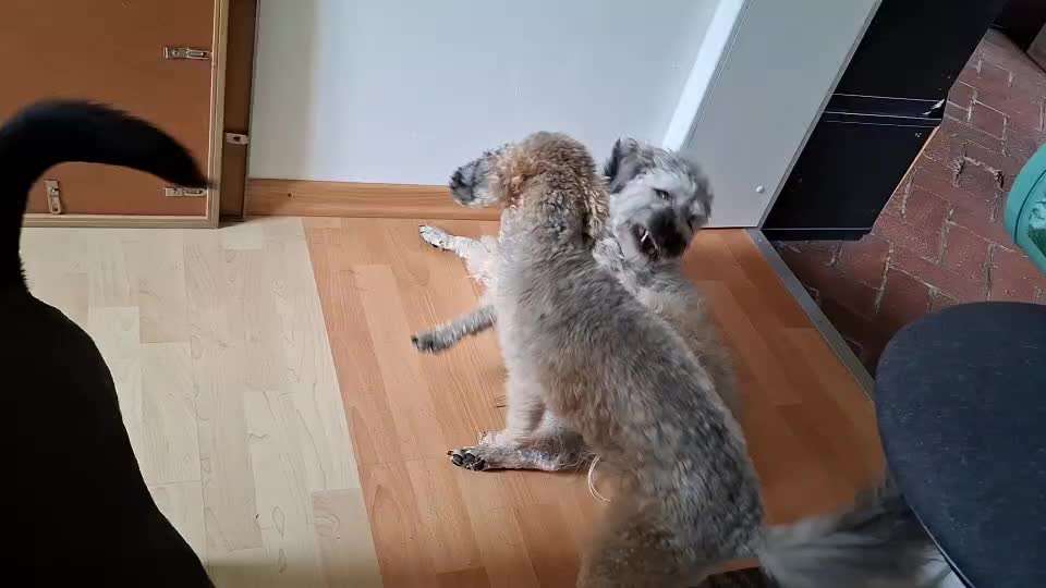 Wird das beisammen noch was? Zweithundfrage-Beitrag-Bild