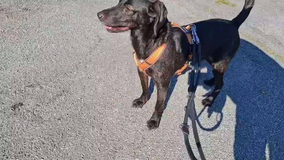 Gangbild/-analyse-Beitrag-Bild