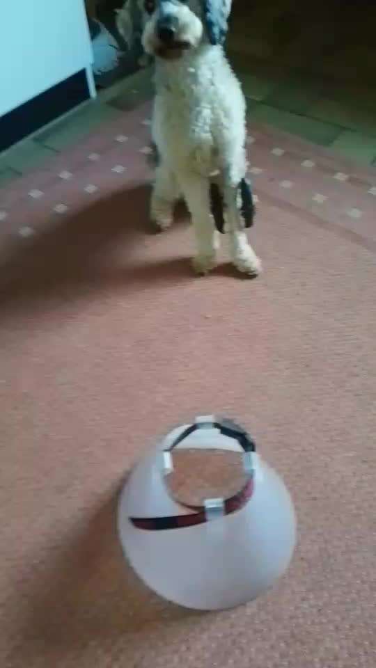 65. Gemeinsames Tricktraining: Rückwärts auf Gegenstand-Beitrag-Bild