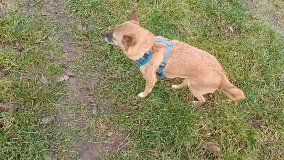 Wie sitzt mein Geschirr?-Beitrag-Bild