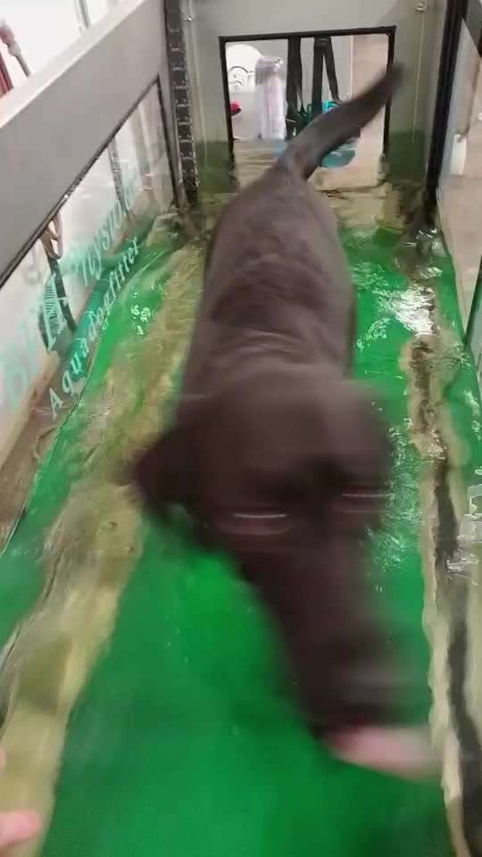 Gangbild/-analyse-Beitrag-Bild