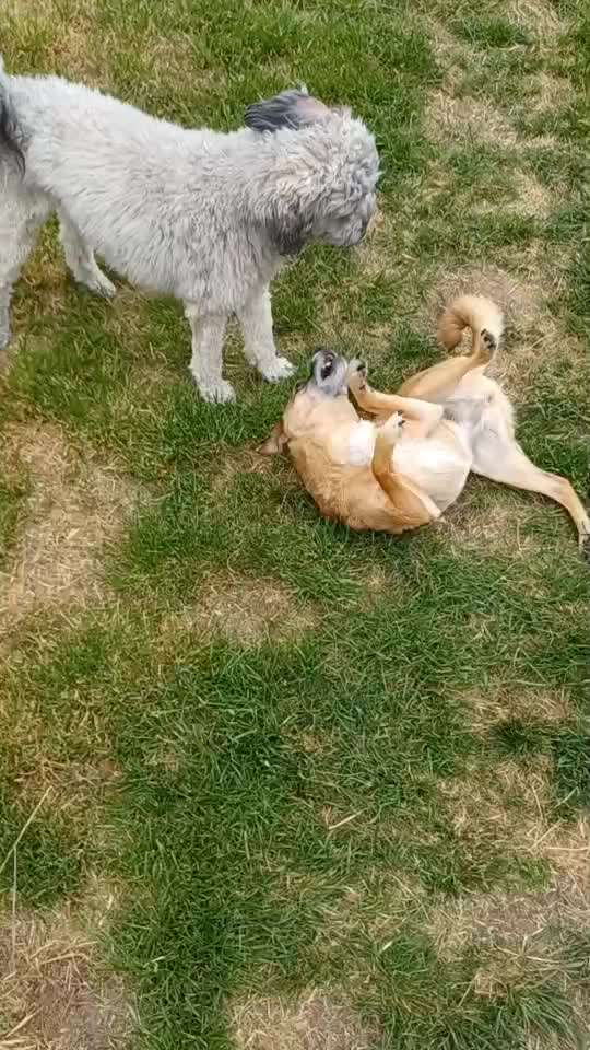 Analyse & Interpretation von Verhalten-Beitrag-Bild