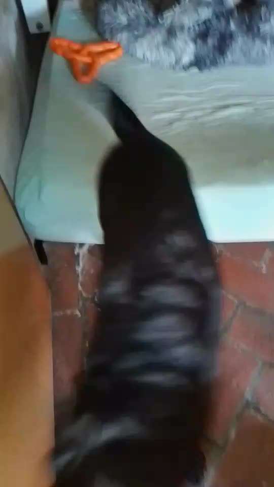 65. Gemeinsames Tricktraining: Rückwärts auf Gegenstand-Beitrag-Bild