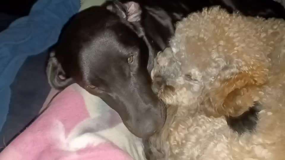 Rangfolge berücksichtigen im Mehrhundehaushalt?-Beitrag-Bild