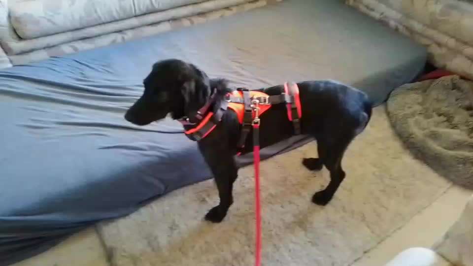 Wie sitzt mein Geschirr?-Beitrag-Bild