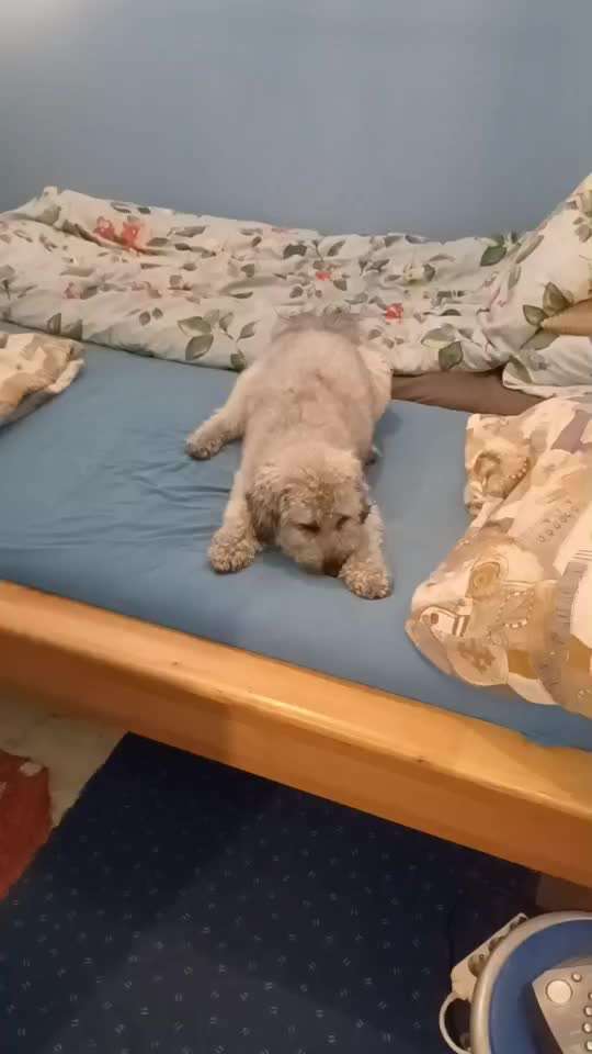 Austausch über Tibetdoodle-Beitrag-Bild