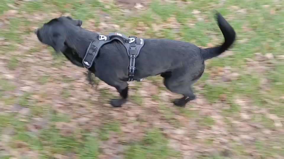 Wie sitzt mein Geschirr?-Beitrag-Bild