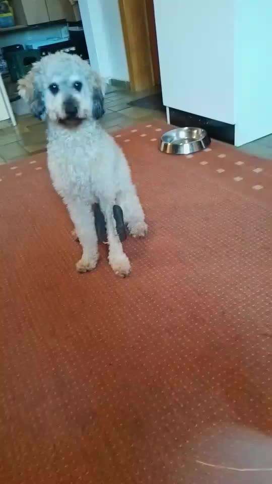 Fixateur extern - wie geht man damit um?-Beitrag-Bild